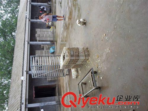 l量大從優(yōu) 供應(yīng)優(yōu)質(zhì)的 生態(tài)番鴨苗，品種純正，價(jià)格優(yōu)惠 番鴨苗原始圖片3