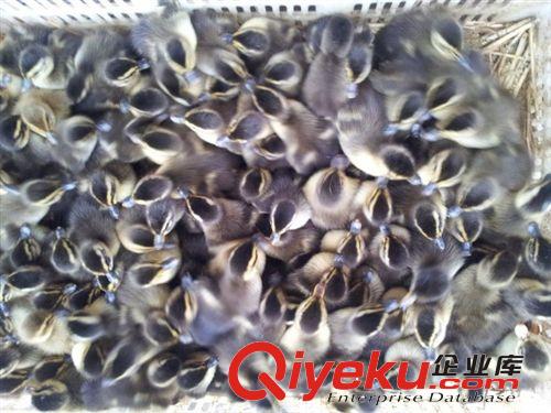 供應大量野鴨苗，價格優惠，快來{qg}