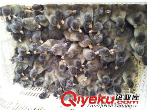供應優質金定鴨苗，品種純正，價格優惠原始圖片2