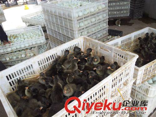 供應優質金定鴨苗，品種純正，價格優惠原始圖片3