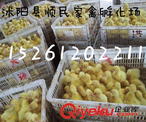 供應河南鵝苗，河南鵝苗價格，河南鵝苗批發(fā)，河南鵝苗行情