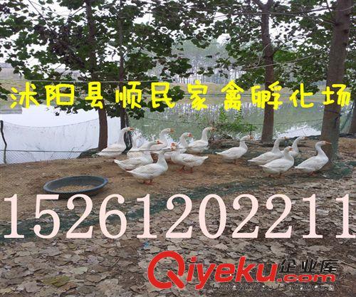 *供應河北鵝苗 河北鵝苗價格 河北鵝苗行情 河北鵝苗報價原始圖片2
