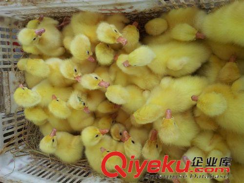 供應(yīng)優(yōu)質(zhì)遼寧鵝苗，遼寧鵝苗價(jià)格，遼寧鵝苗行情，遼寧鵝苗批發(fā)原始圖片2