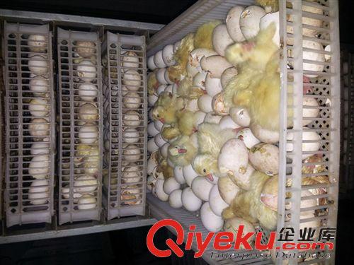 供應(yīng)揚州大白鵝，揚州大白鵝價格，揚州大白鵝行情，揚州大白鵝原始圖片2