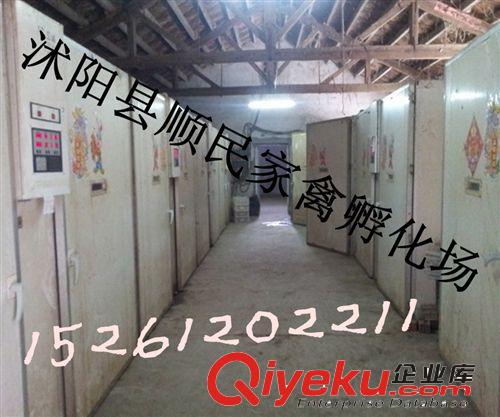供應(yīng)四川白鵝，四川白鵝價格，四川白鵝行情，四川白鵝批發(fā)原始圖片3
