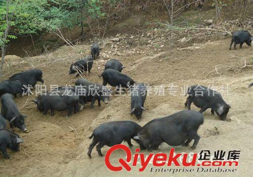 藏香豬多少錢一斤 生態養殖藏香豬 江蘇藏香豬繁育基地原始圖片3