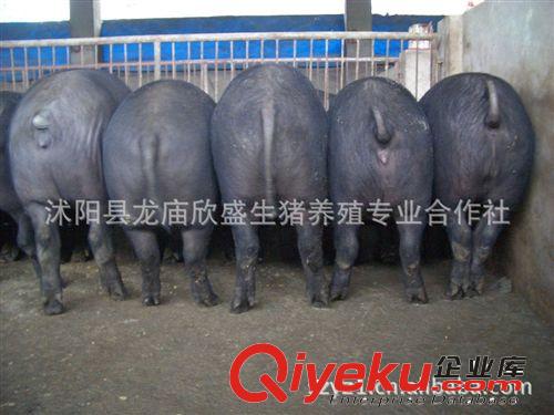 黑土豬肉散養有機土豬肉 原生態自然生長 肉中精品享gd品質