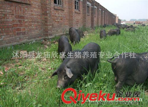 淮黑豬口感好肌間脂肪高達13%一家燉肉一街香生態(tài)豬養(yǎng)殖
