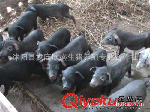 土黑豬發展趨勢（土黑豬+綠色養殖）黑毛豬價格 黑豬養殖利潤高原始圖片2