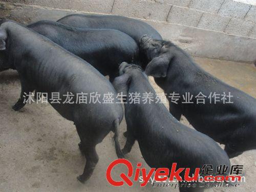 土黑豬發展趨勢（土黑豬+綠色養殖）黑毛豬價格 黑豬養殖利潤高原始圖片3