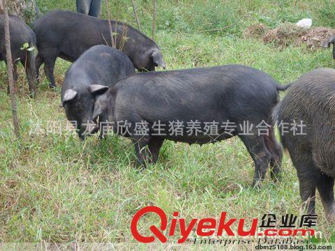 黑豬肉土豬肉有機生態(tài)養(yǎng)殖笨豬肉年底預(yù)定中是送禮的{sx}原始圖片3