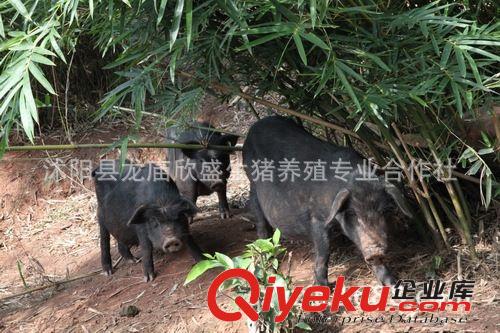 藏香豬價格黑香豬小香豬藏香豬肉質鮮美藏香豬養殖技術種豬價格