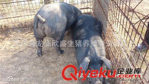 黑土豬散養 黑豬早熟產仔多 耐粗飼能力強 黃淮海黑豬多少錢一頭原始圖片2