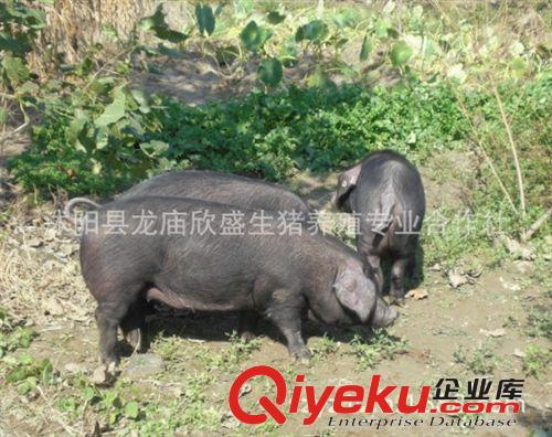 淮黑豬口感好肌間脂肪高達13%一家燉肉一街香生態豬養殖原始圖片3