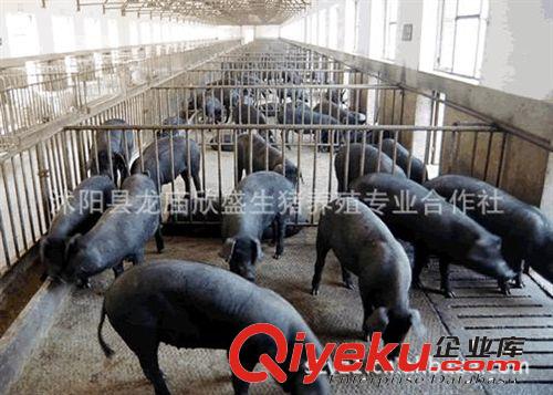 北京黑豬體強健壯生態黑豬純糧喂養肉質鮮美,自然原香味