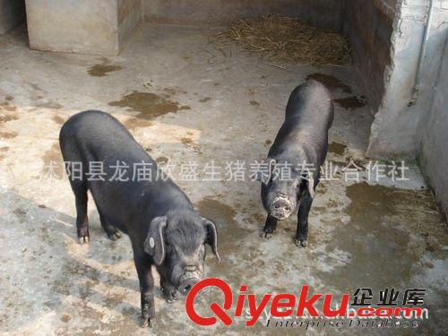 蘇太豬保種場蘇太豬價格蘇太母豬瘦肉型蘇太黑豬養殖利潤高前景好原始圖片2