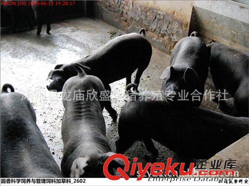 蘇太豬保種場蘇太豬價格蘇太母豬瘦肉型蘇太黑豬養殖利潤高前景好原始圖片3