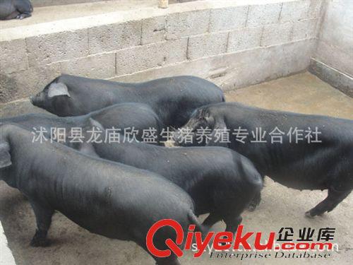 黑土豬養殖場 生態黑豬苗 綠色散養黑土豬 純糧喂養無生長js原始圖片3