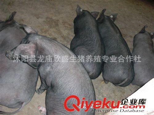 黑土豬養殖場 生態黑豬苗 綠色散養黑土豬 純糧喂養無生長js