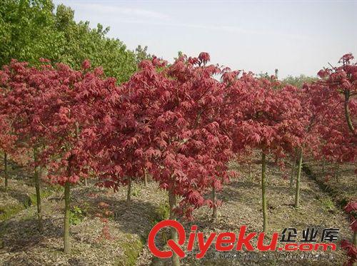 四季紅美國紅楓樹苗紅楓大小齊全 紅楓盆景 紅楓小苗原始圖片3