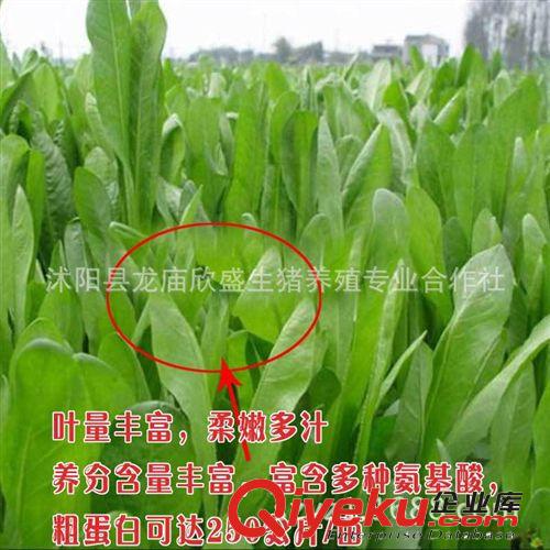 菊苣種子又叫肥豬菜(Chicory)養(yǎng)豬好飼料牧草種子批發(fā)