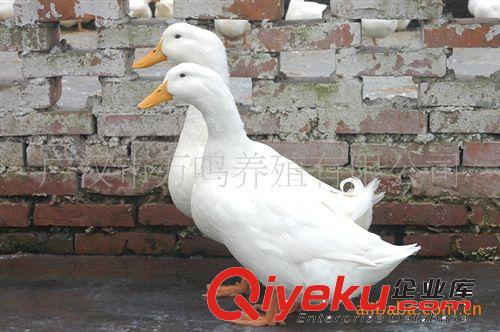 供應圣多利C2型商品鴨苗4006-652-852
