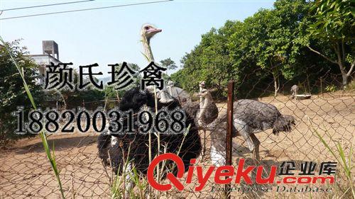 養(yǎng)殖銷售鴕鳥種苗 批發(fā)供應(yīng)鴕鳥 鴕鳥種苗