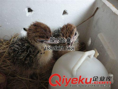 養(yǎng)殖銷售鴕鳥種苗 批發(fā)供應(yīng)鴕鳥 鴕鳥種苗