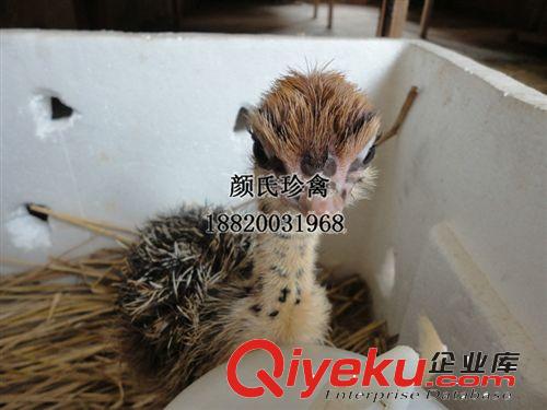 養(yǎng)殖銷售鴕鳥種苗 批發(fā)供應(yīng)鴕鳥 鴕鳥種苗
