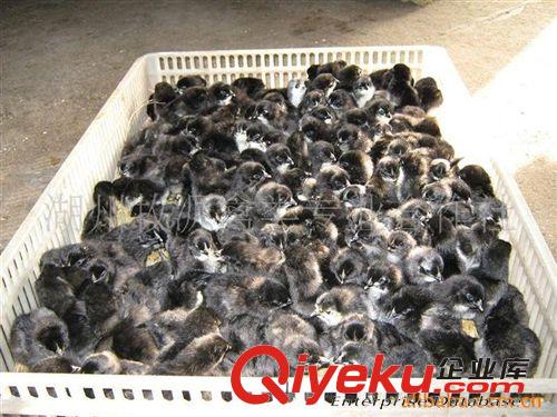 養殖銷售綠殼蛋雞 高產綠殼雞苗 綠殼雞苗