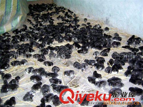 供應(yīng)綠殼蛋雞養(yǎng)殖  綠殼雞蛋雞苗 綠殼蛋雞雞苗原始圖片2
