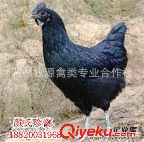 廠家專業(yè)養(yǎng)殖綠殼蛋雞 烏雞綠殼雞苗 綠殼雞苗種苗