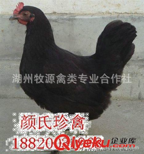廠家養(yǎng)殖山雞綠殼蛋雞 養(yǎng)殖綠殼雞苗蛋雞