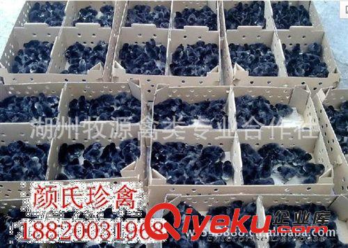 廠家專業(yè)養(yǎng)殖綠殼蛋雞 烏雞綠殼雞苗 綠殼雞苗種苗原始圖片2