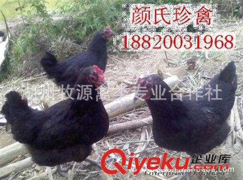 廠家專業(yè)養(yǎng)殖綠殼蛋雞 烏雞綠殼雞苗 綠殼雞苗種苗原始圖片3