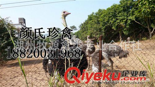 廠家專業養殖山雞苗野雞 野山雞種苗 動物種苗山雞