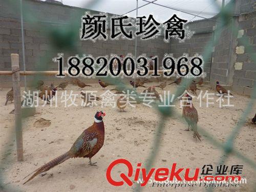 長期銷售野雞苗 山雞種苗 山雞養殖種苗原始圖片2