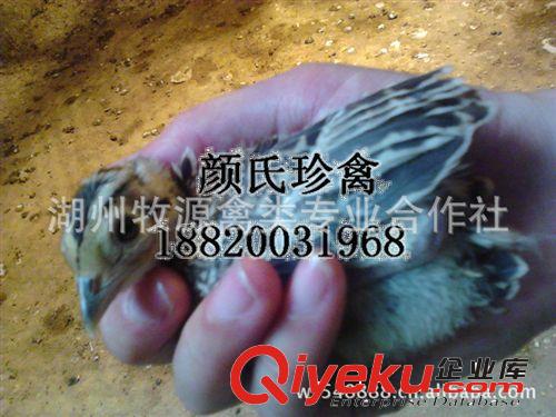 長期銷售野雞苗 山雞種苗 山雞養殖種苗原始圖片3