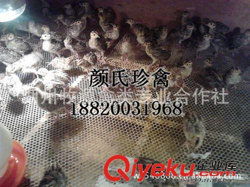 長期供應山雞苗批發 山雞山雞苗山雞蛋原始圖片2