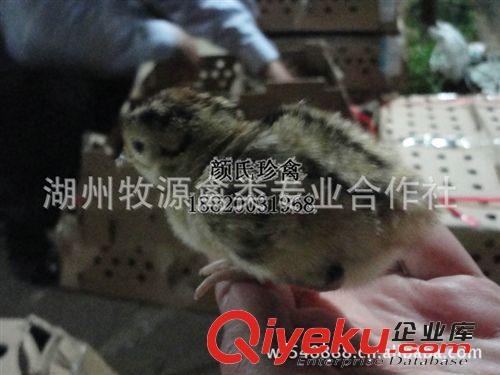 長期供應山雞苗批發 山雞山雞苗山雞蛋原始圖片3