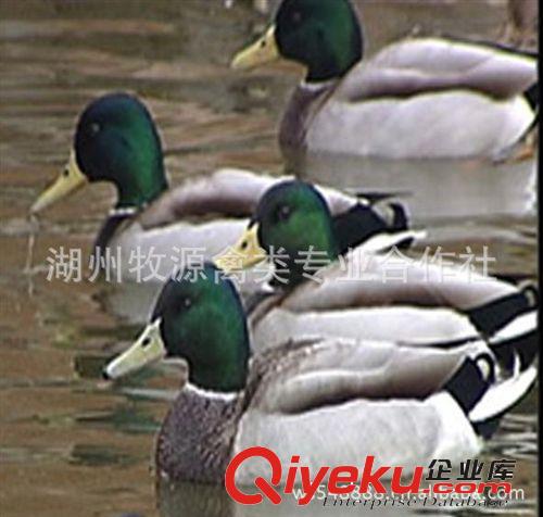 綠頭野鴨養(yǎng)殖場(chǎng)長(zhǎng)期銷售美國(guó)綠頭野鴨