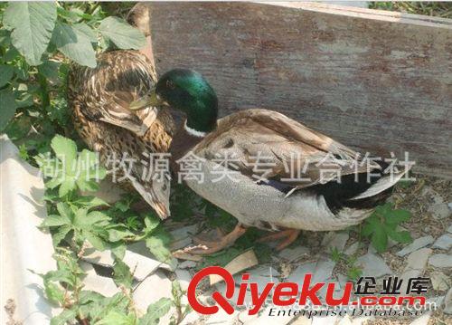 養殖供應 野雞綠頭野鴨  綠頭野鴨苗原始圖片2