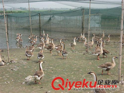 【值得購買】廠家提供優質品種斑嘴野鴨   生態養殖的斑嘴野鴨原始圖片3