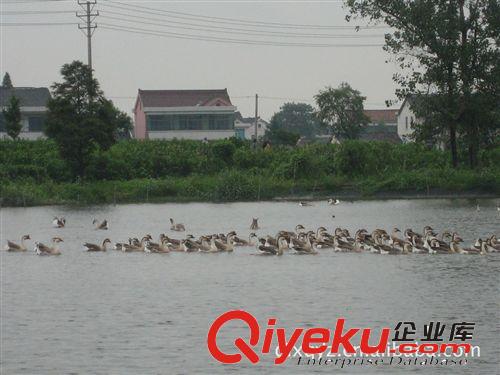 【大量供應(yīng)】暢銷優(yōu)質(zhì)種類斑嘴野鴨   生態(tài)養(yǎng)殖的斑嘴野鴨