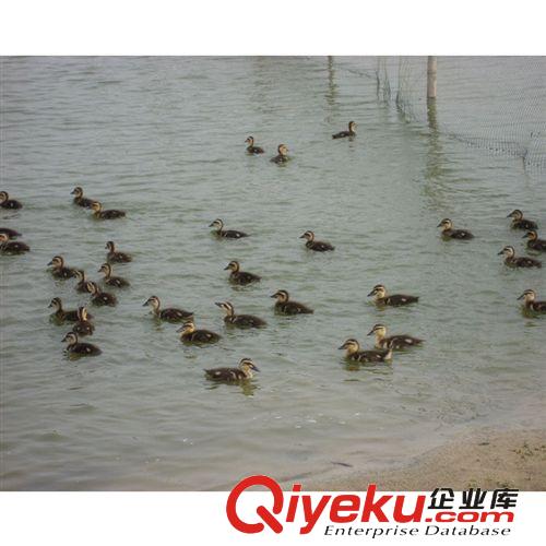 【廠家直銷】從小吃草會飛翔 生長期300天大雁（鴻雁）價格優(yōu)惠