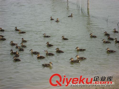 【廠家直銷】從小吃草會飛翔 生長期300天大雁（鴻雁）價格優(yōu)惠