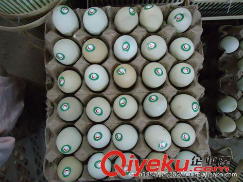 濟(jì)寧 土鳳凰 自產(chǎn)自銷  散裝綠殼烏雞蛋原始圖片3