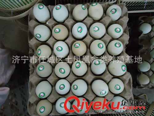 綠殼雞蛋禮藍    土鳳凰原始圖片3