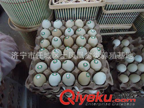 濟寧土鳳凰綠殼烏雞蛋48枚禮藍