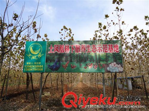 濟寧土鳳凰綠殼烏雞蛋48枚禮藍原始圖片3
